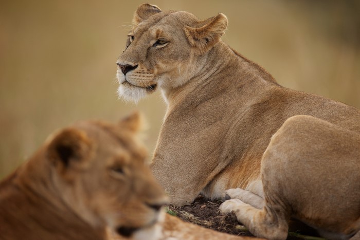 Two lions resting in a grassy field