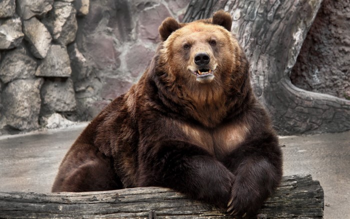 Brown Bear resting on a log