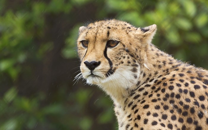 Close-up of a cheetah's face in the rain