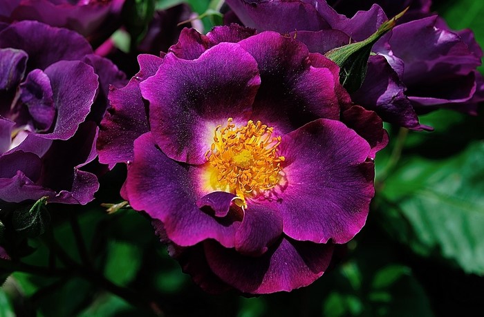 Vibrant Purple Flower with Yellow Center Closeup