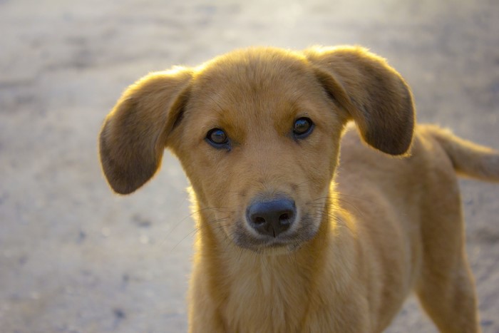 Adorable Golden Puppy with Curious Look 4K
