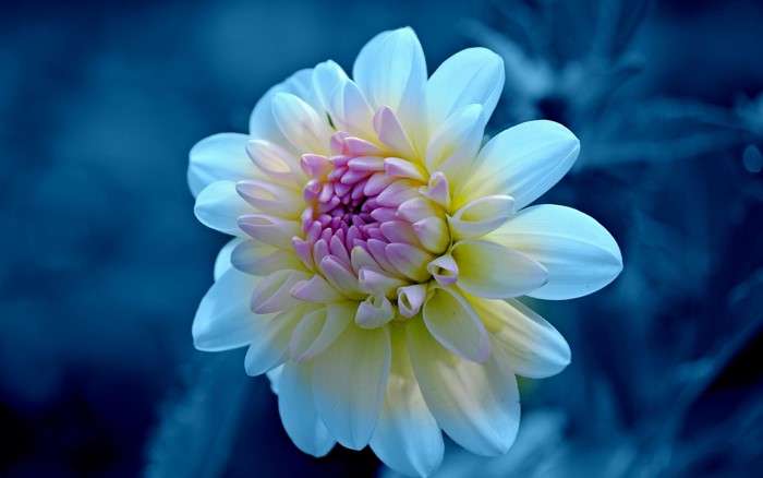 Close-up of a white and pink dahlia flower