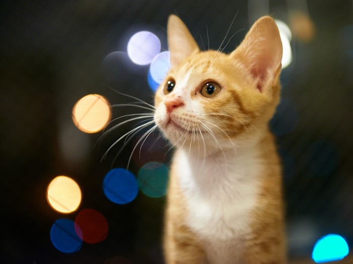 Ginger kitten with bokeh lights