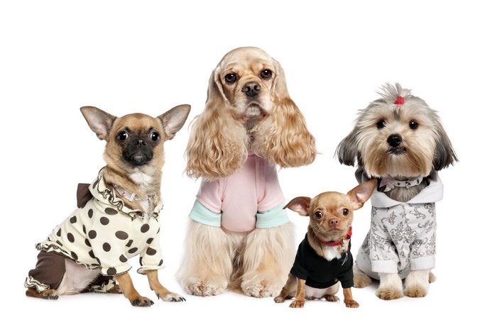 Four dogs in outfits