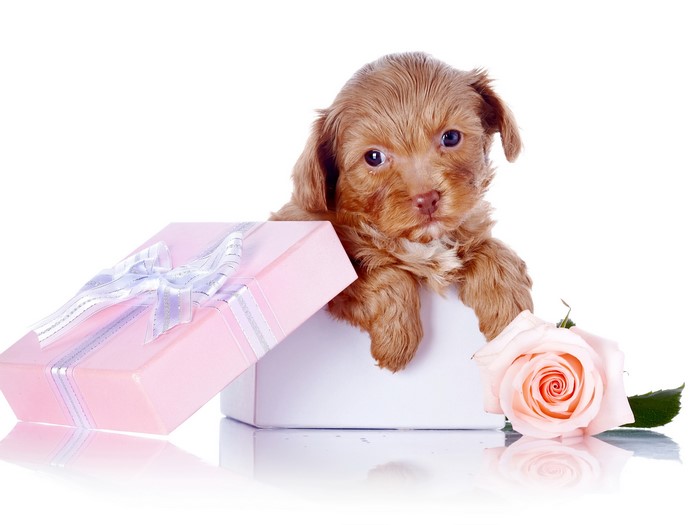 Puppy in a gift box with a rose