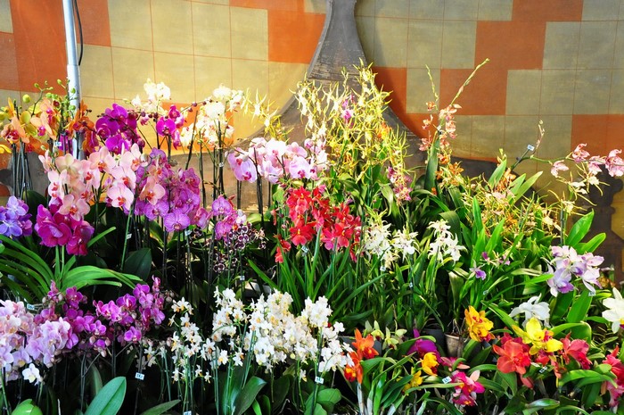 A large display of colorful orchids