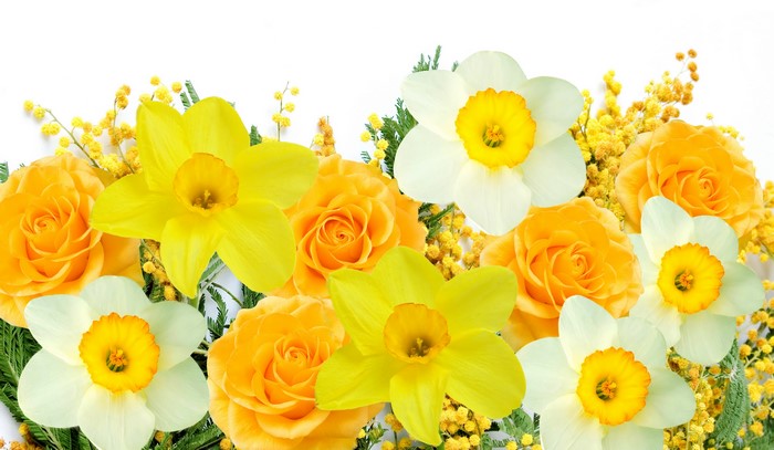 Yellow Roses and Daffodils with Mimosa