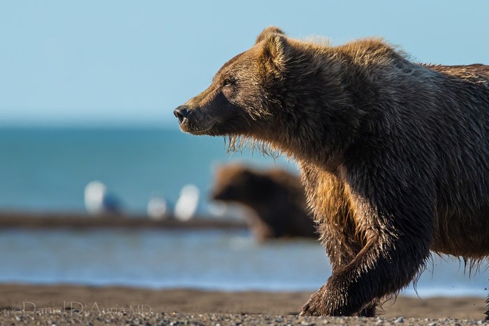 Brown bears walking on a beach near the ocean