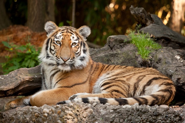Tiger lying on rocks
