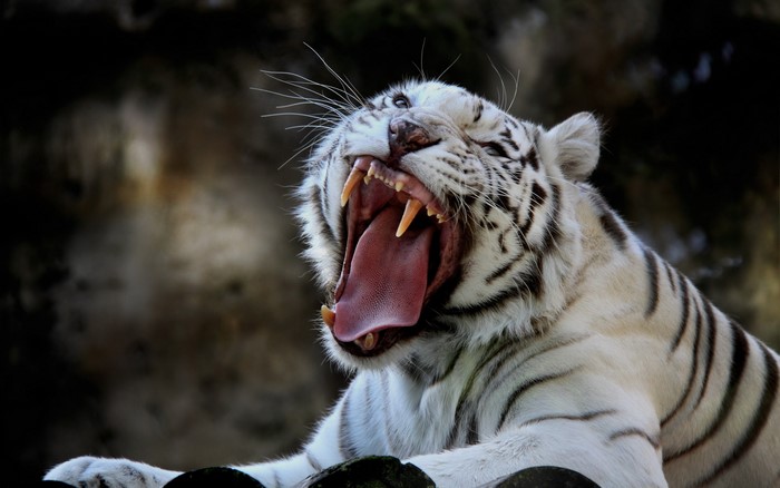 White tiger yawning with mouth wide open
