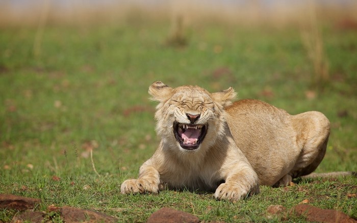 Lioness roaring in a grassy field