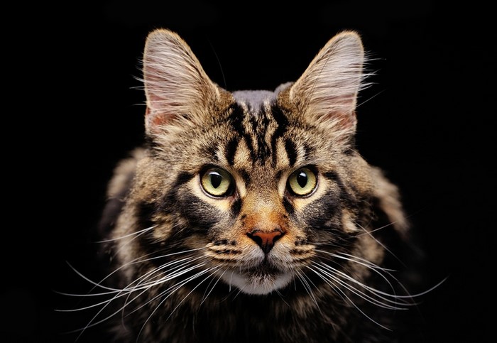 Close-up portrait of a Maine Coon cat