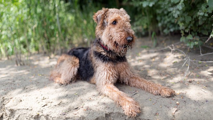 Airedale Terrier dog lying on the sand
