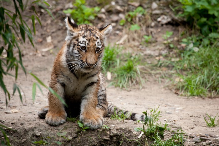 Tiger cub sitting on the ground