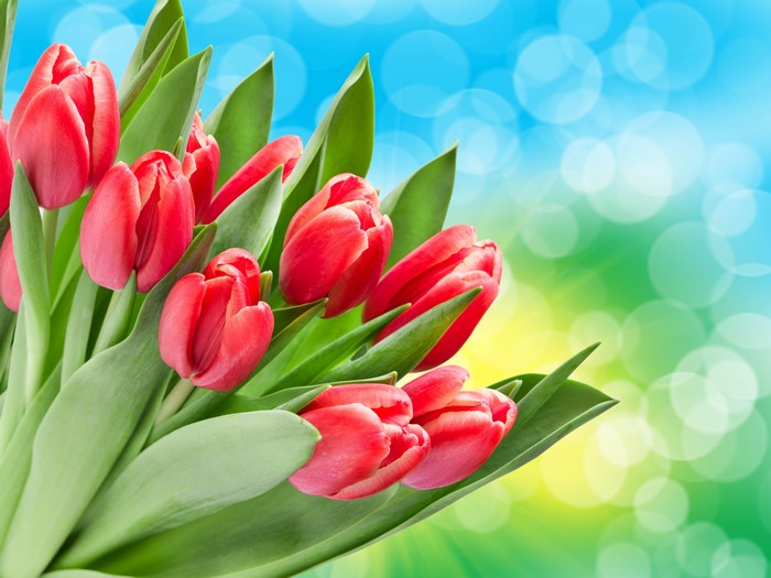 4K Red Tulips Bouquet