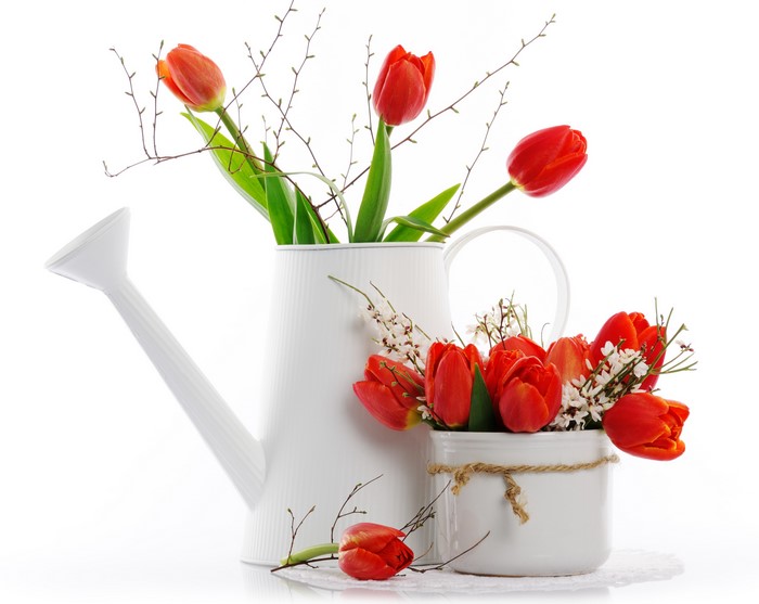Red Tulips in Watering Can and Pot