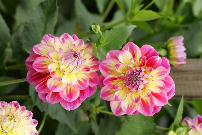 Two pink and yellow dahlias in bloom
