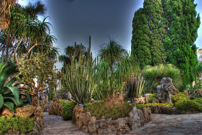 Exotic garden with cacti and tall trees in Monaco
