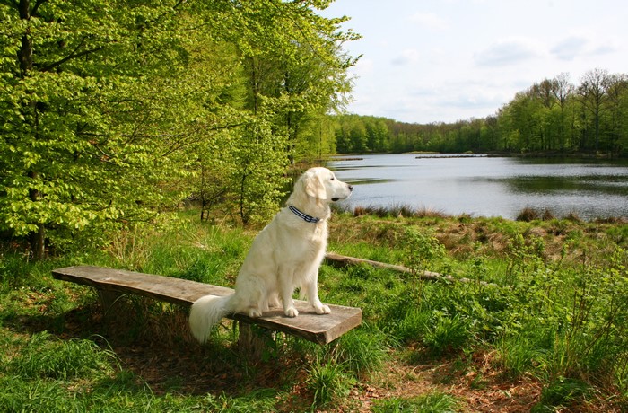 Golden Retriever dog sitting on a bench by a lake