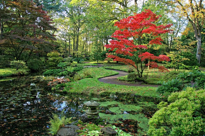 Japanese Garden with Pond and Red Maple Tree in Den Haag