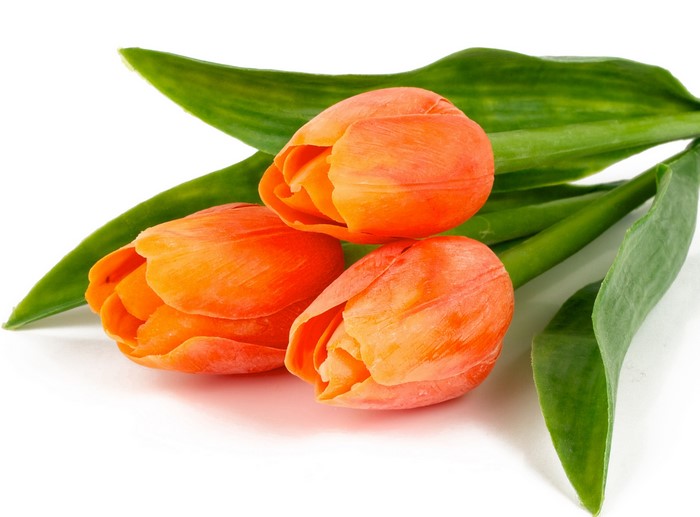 Orange Tulips with Green Leaves