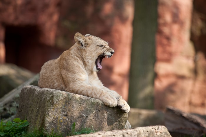 Lion cub yawning on rocks