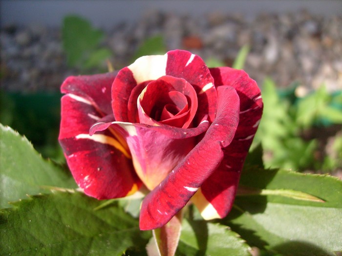 Striped red and yellow rose