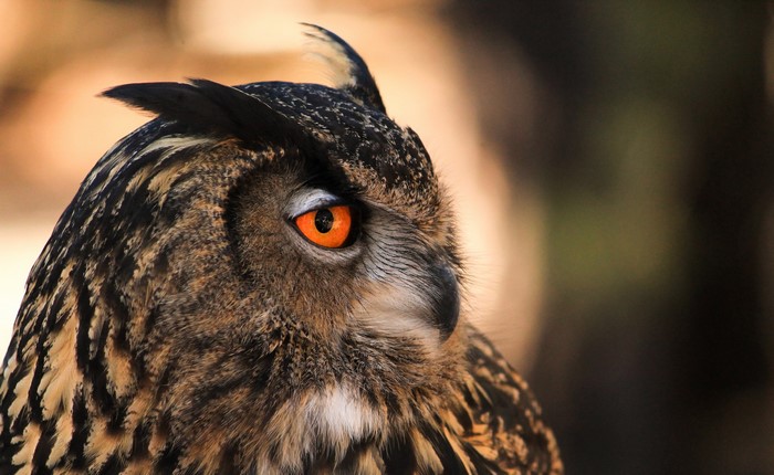 Close-up of an owl's face with orange eyes