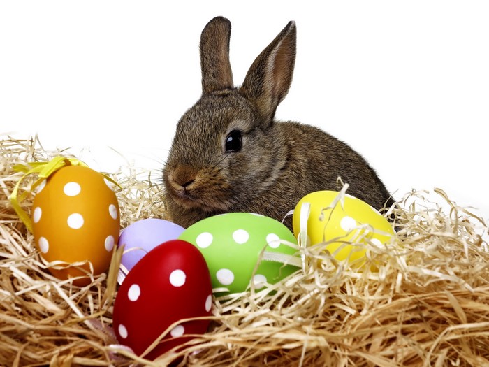 Easter bunny with colorful eggs in straw nest