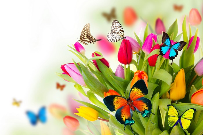 Tulips and Butterflies