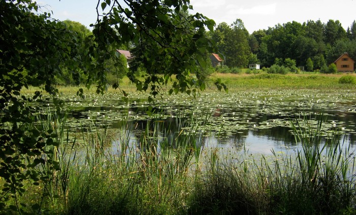 Pond with lily pads and houses in Poland