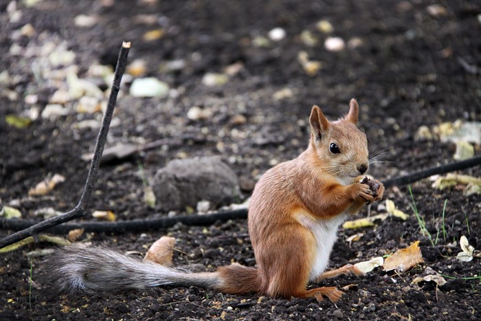 Squirrel eating a nut on the ground