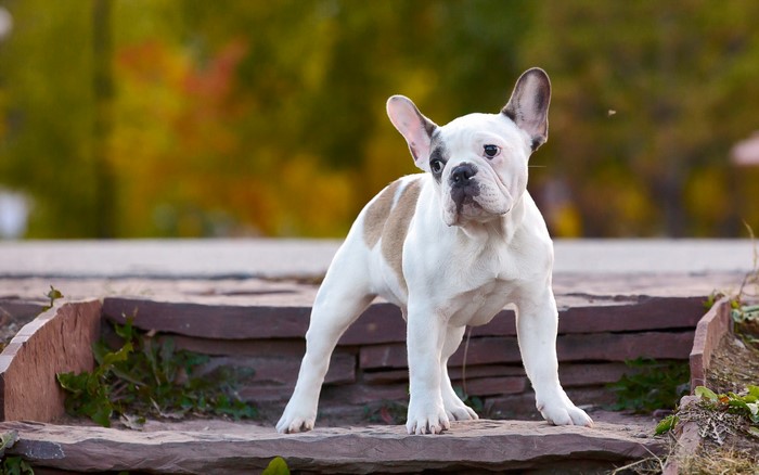 French Bulldog puppy standing on stone steps