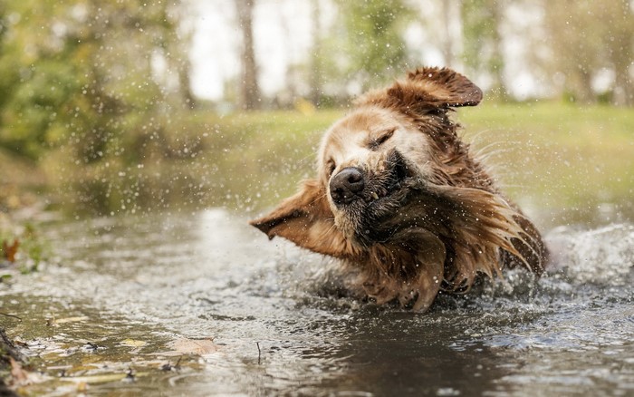 Golden Retriever shaking water off in a river
