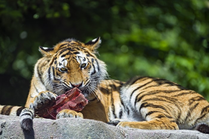 Tiger eating meat on a rock