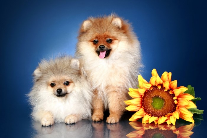 Two Pomeranian dogs with a sunflower