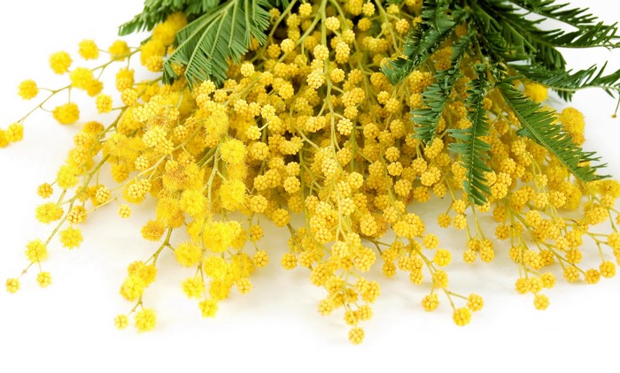 Yellow mimosa flowers with green leaves