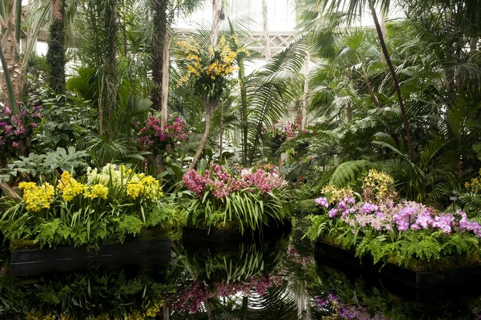 Orchids and Palms in a Botanical Garden