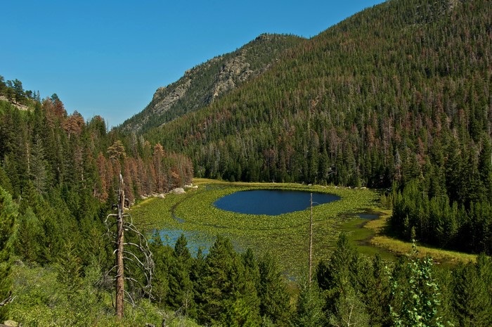 Lake with Lily Pads in Rocky Mountain National Park, USA