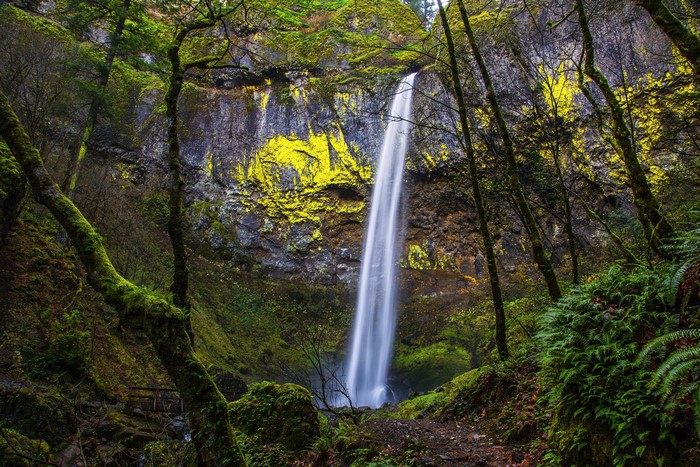 Waterfall in a mossy forest with yellow lichen