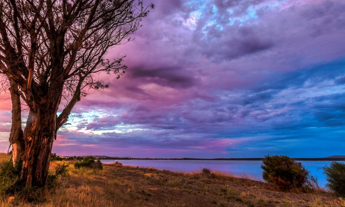 Tree on the shore of a lake at sunset