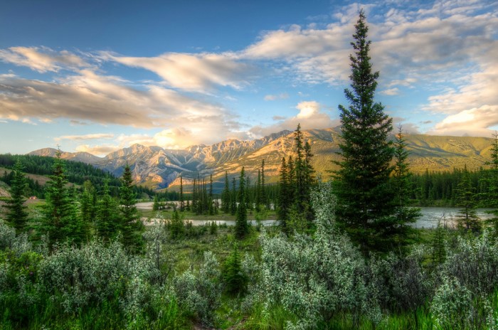 Mountain Scenery with Trees and River in Jasper Park, Canada