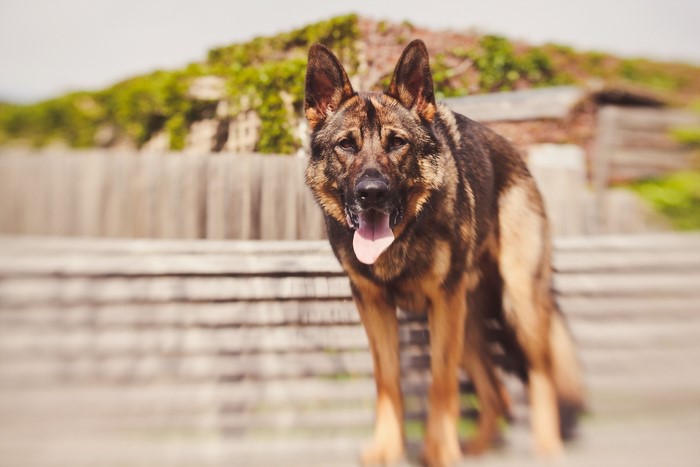 German Shepherd dog standing outdoors