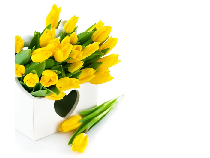 Yellow tulips in a white heart-shaped box