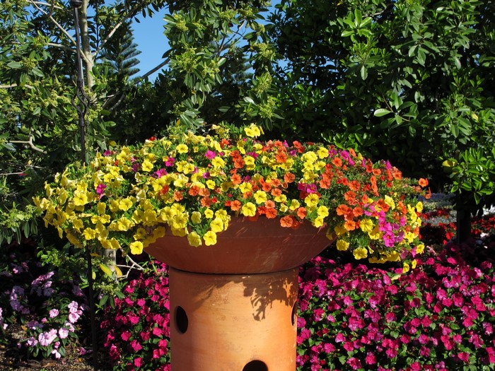Colorful Petunias in a Garden Planter