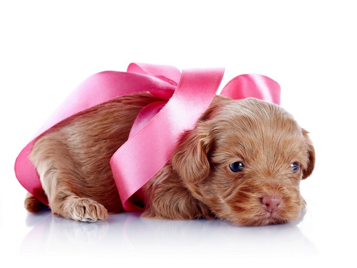 Puppy with pink bowknot