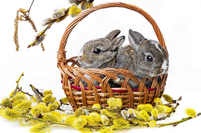 Two baby rabbits in a wicker basket with pussy willow branches