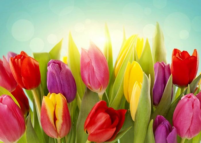Many colorful tulips in bloom