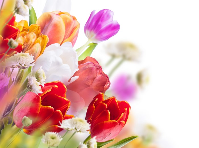 4K Tulips Many
