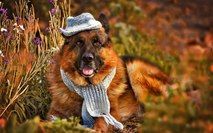 German Shepherd dog wearing a hat and scarf